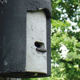  - Náhradní přední stěna pro hnízdění dutiny pro Bat Cave 2 F No.. 75-314 pro 2 g Nest Box se třemi otvory 27 mm ( 75 - 311 / 27)