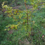  - PlantaGard třepení ochrana, výška 100 cm. 4. Drahtetagen. Stabstärke 3,2 mm ?. Hmotnost 10,6 kg / 100 jednotek . Výška 100 cm. 4. Drahtetagen. Stabstärke 3,2 mm ?. Hmotnost 10,6 kg / 100 jednotek .