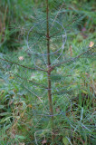  - PlantaGard třepení ochranou drátu spirály