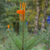  - Mechanická ochrana stromů PlantaGard Cactus v 2 barvách (oranžová, modrá) Barva oranžová. Balení 1000 ks karton.